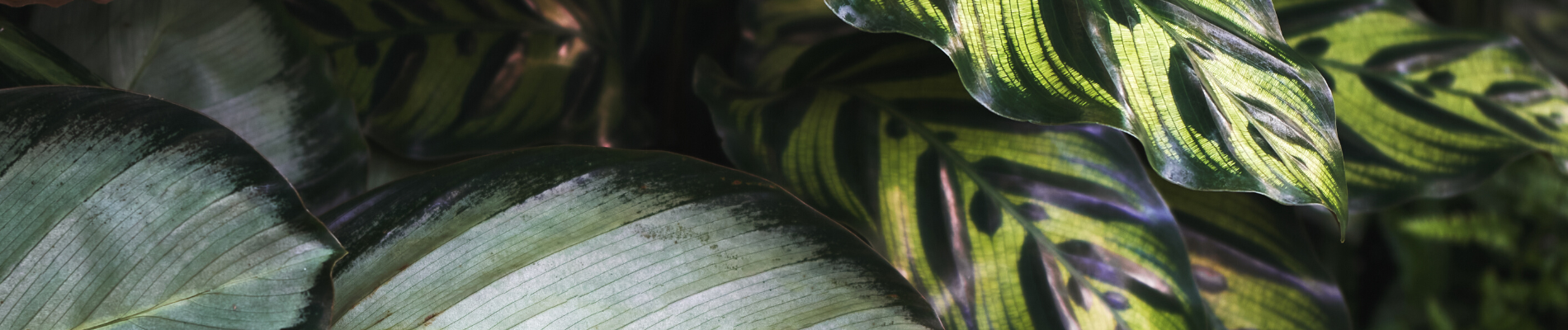 The Secret of Variegated Plants