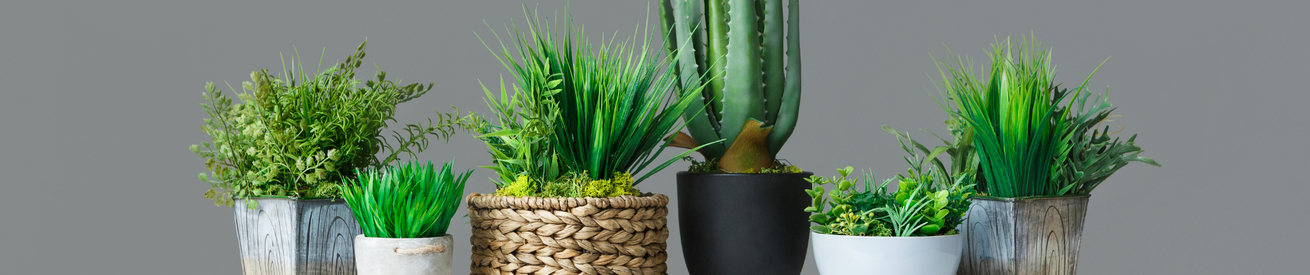 Choosing the Right Pot Size for Your Plant