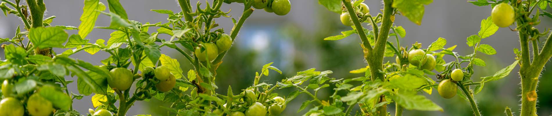 How to grow tomatoes on a balcony