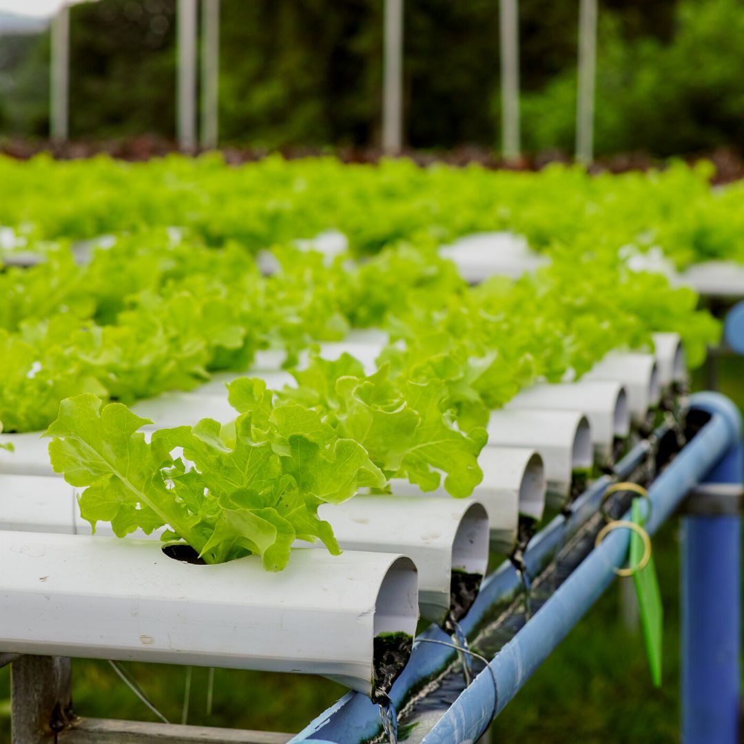 Tips for successful hydroponic growing