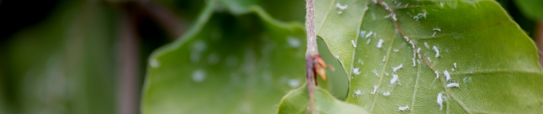 How to get rid of Mealybugs
