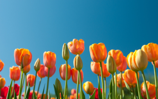 Ratgeber Frühjahrsgärtnern: Bereiten Sie Ihren Garten und Ihre Zimmerpflanzen vor