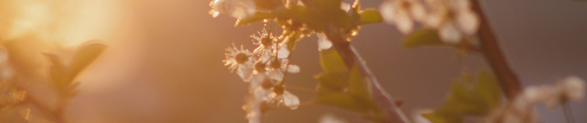 Spring Into Action: Prepping your Plants for a Season of Growth