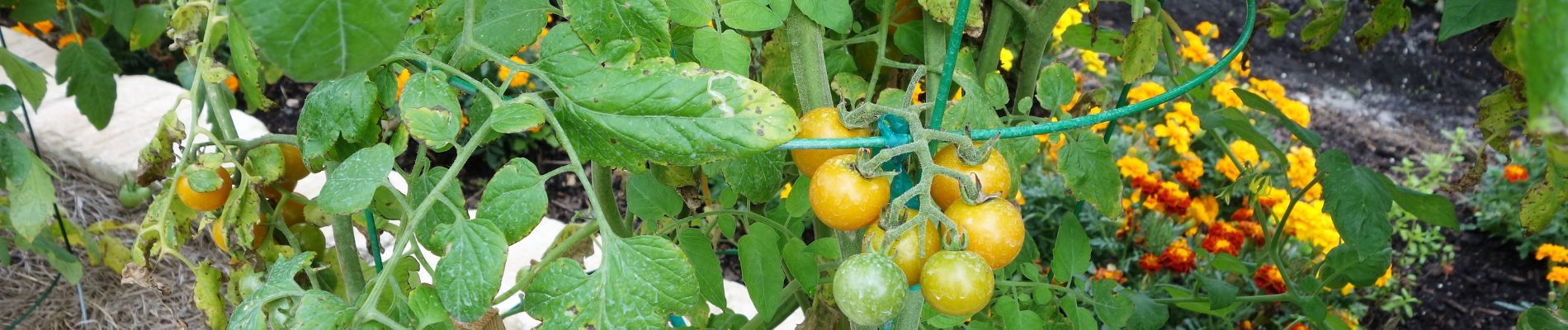 The Power of Companion Planting