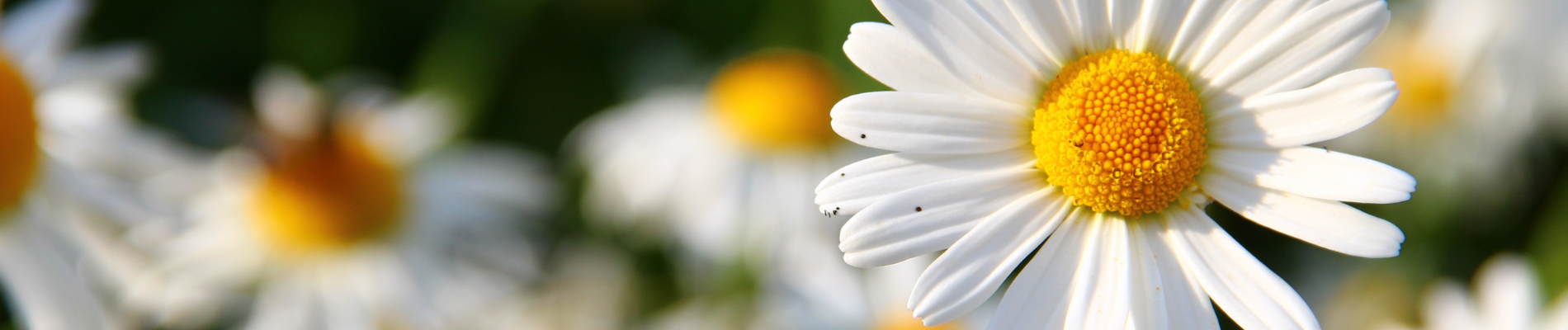 What Happens When a Flower Blooms?