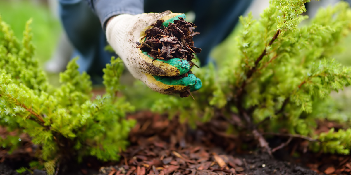 Pflanzen im Herbst: Tipps fr gesunde Wurzeln & Pflege