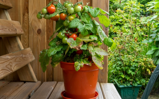 Cómo cultivar tomates en un balcón