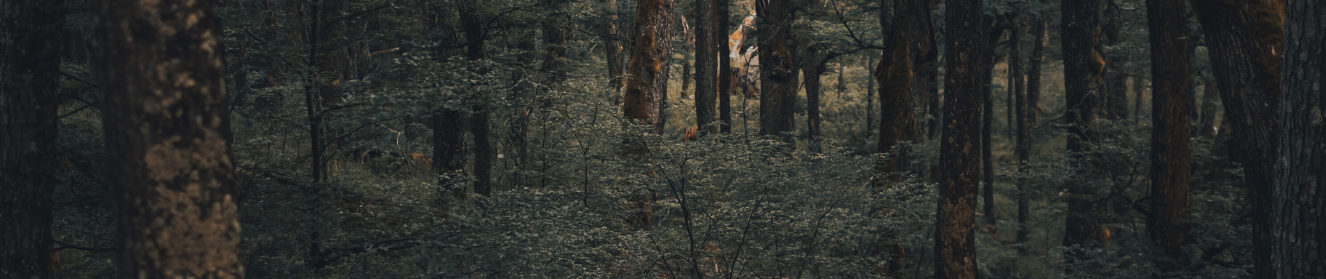 The Wood Wide Underground Web