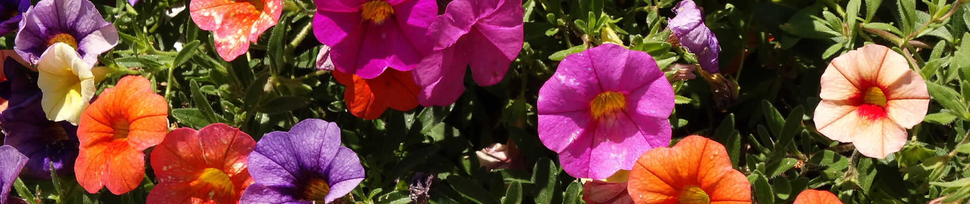 Neu im Sortiment: Hesi Balkon Blüten Elixir