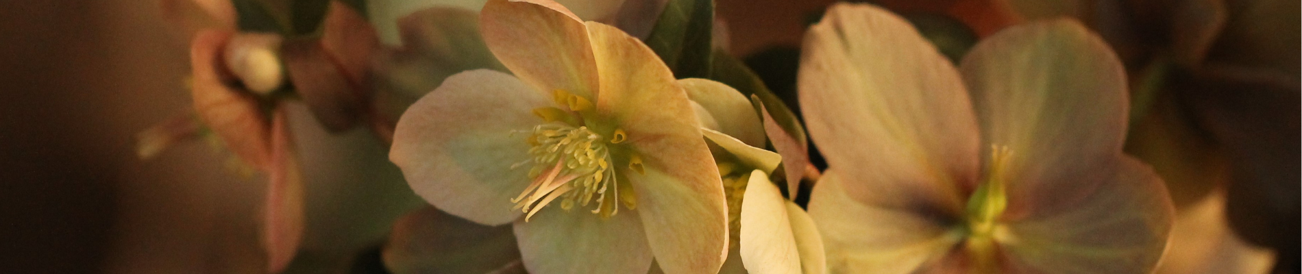 Winter Flower Planter: DIY ideas for the holidays!
