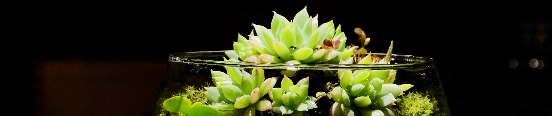 The ecosystem of a closed plant terrarium