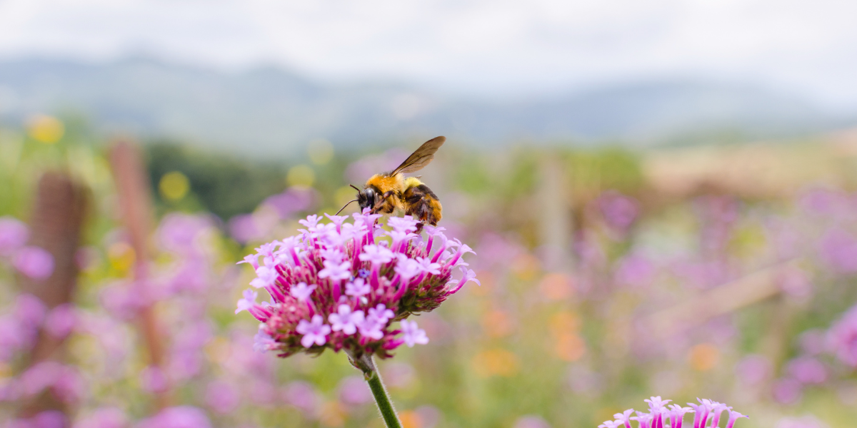 Warum Bienen und Bestäuber für unsere Landwirtschaft unverzichtbar sind