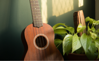 Music and Plant Growth: How Sounds Can Affect Plant Life