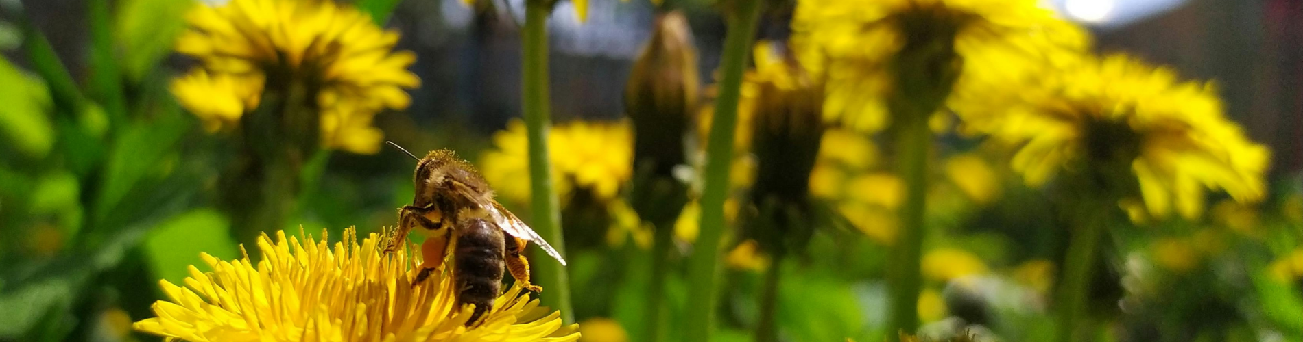 Spring: When Green Grass Fields Turn Yellow