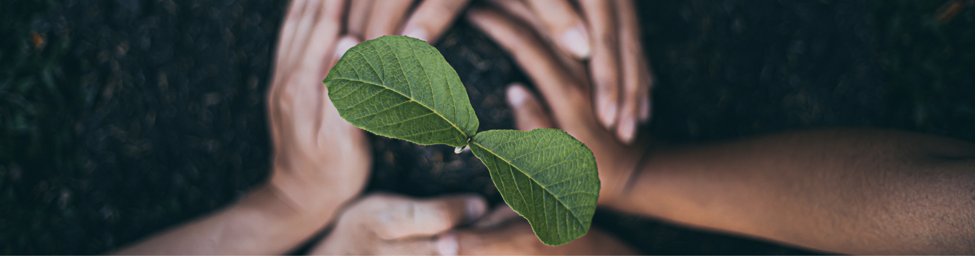 Eco-Friendly Gardening Tips: Sustainable Practices for a Greener Garden
