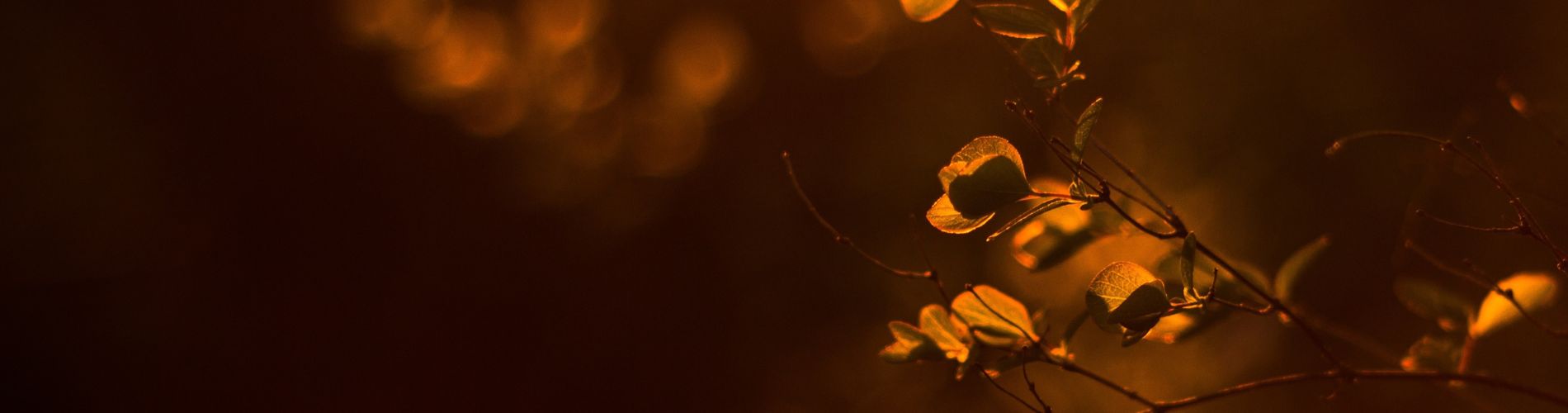 Why do leaves turn yellow in autumn?