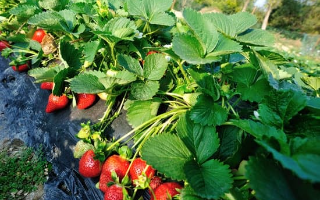Growing strawberries from seeds to plant