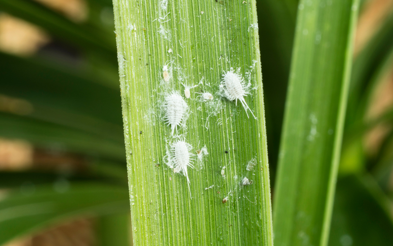 How to get rid of Mealybugs