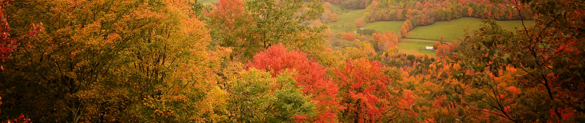 Preparing Your Plants for Autumn: How to Do It Right!