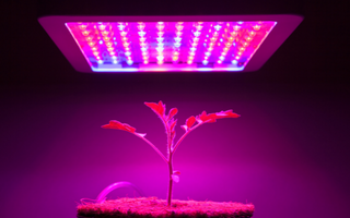 neon light for growing plants