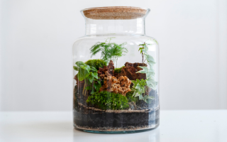 The ecosystem of a closed plant terrarium