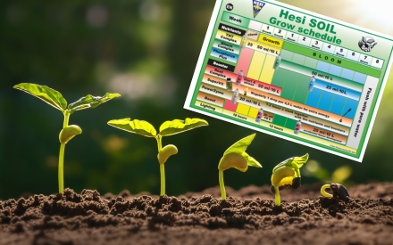Guía completa del calendario de cultivo Hesi para plantas sanas