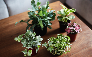 Best Houseplants for Experienced Growers