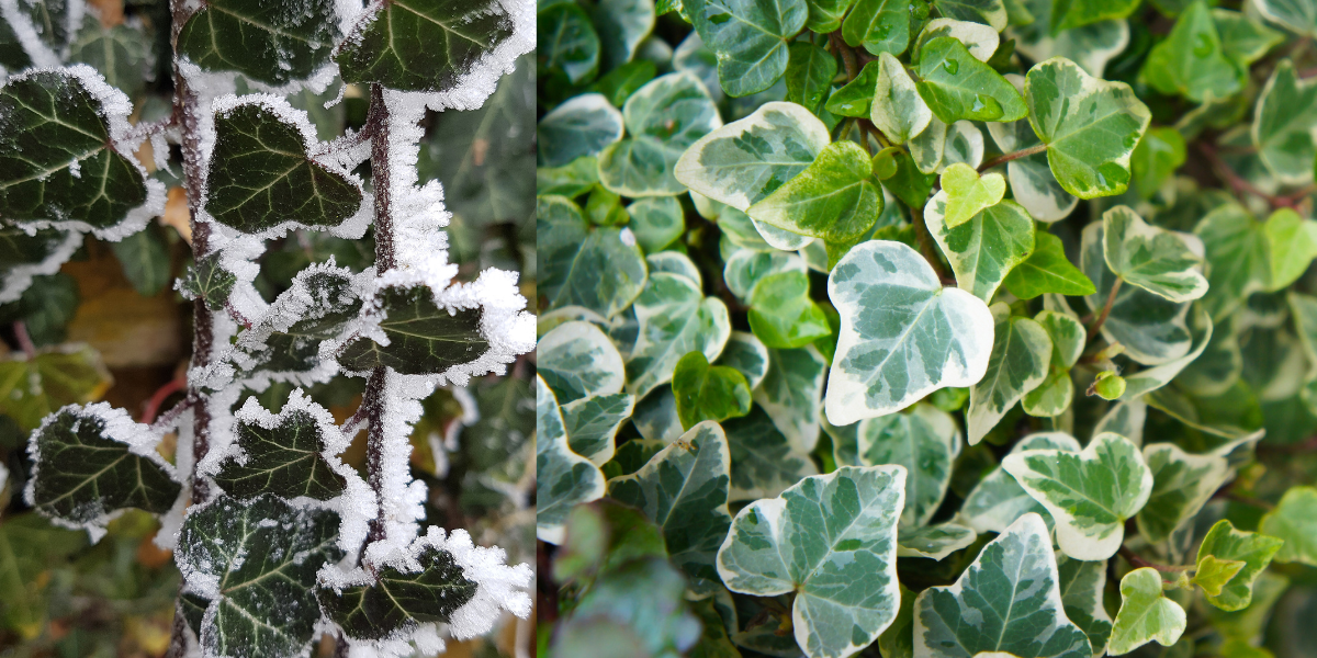Winter Flower Planter Ideas: DIY Seasonal Charm for Your Outdoors