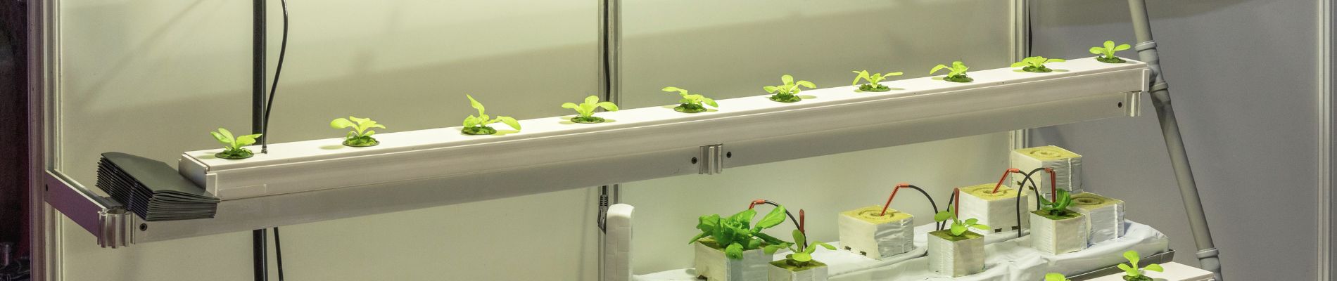 Tips for successful hydroponic growing
