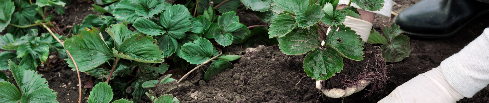 Growing strawberries from seeds to plant